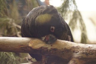 Calyptorhynchus funereus xanthanotus - Tasmanischer Gelbohr-Rabenkakadu